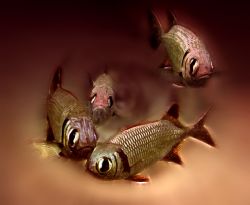 Fish Vortex. Original photo was taken in about 35 ft of w... by Mathew Cook 